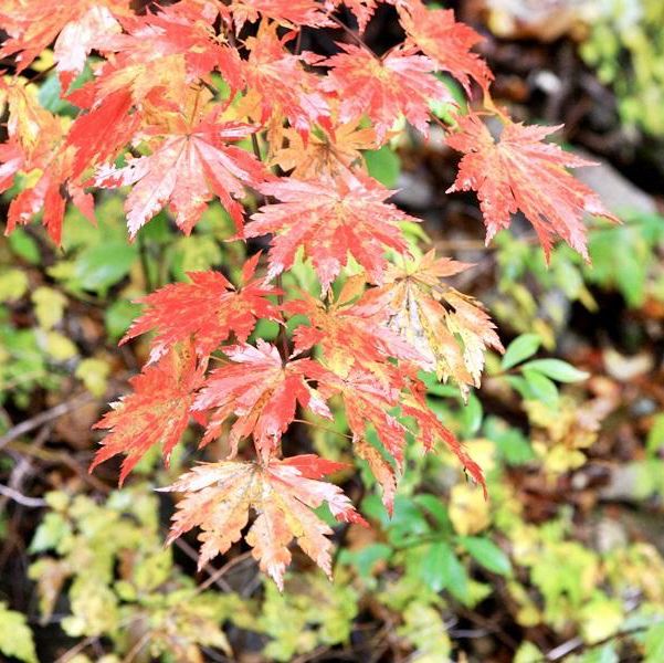 南韓 雪嶽山 韓國最高國家公園