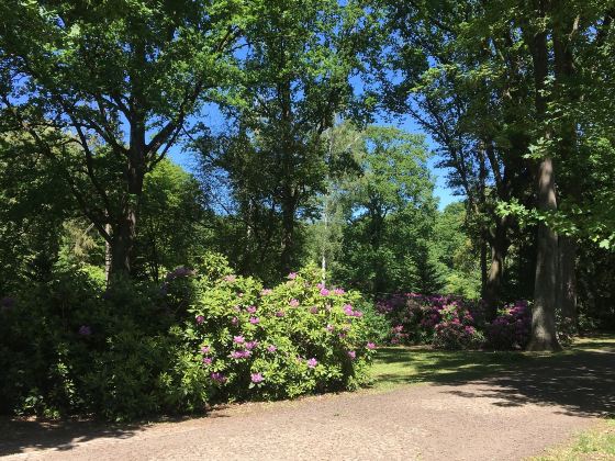 レッドウッド国立公園