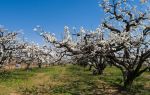 Shichuan  Pear Garden