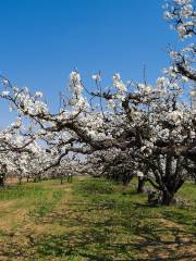 Shichuan  Pear Garden