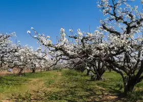 Shichuan  Pear Garden