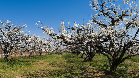Shichuan  Pear Garden