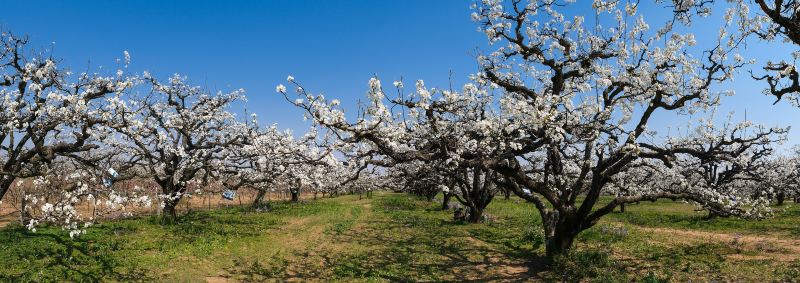 Shichuan  Pear Garden