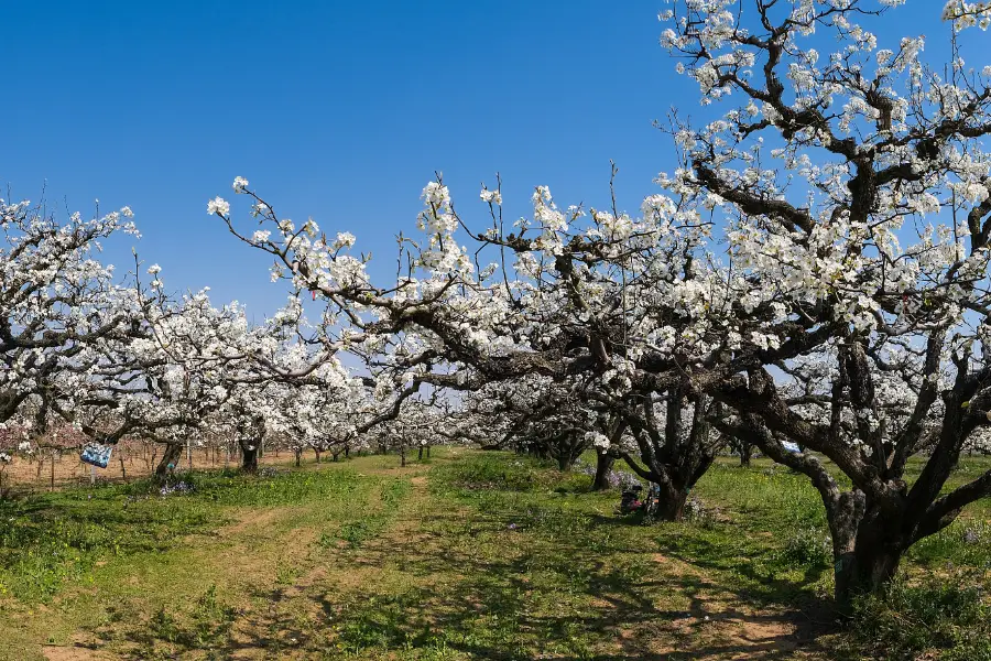 Shichuan  Pear Garden