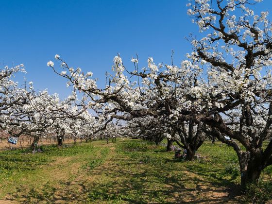 Shichuan  Pear Garden