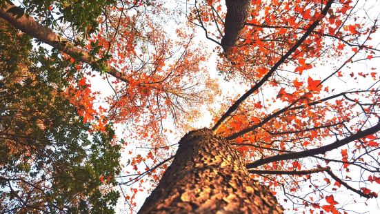 這個季節適合來到石澗公園賞紅恭弘=叶 恭弘、落羽杉，紅的、黃