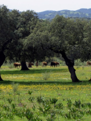 Sierra de Aracena