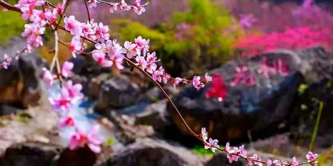 朝天吼觀光