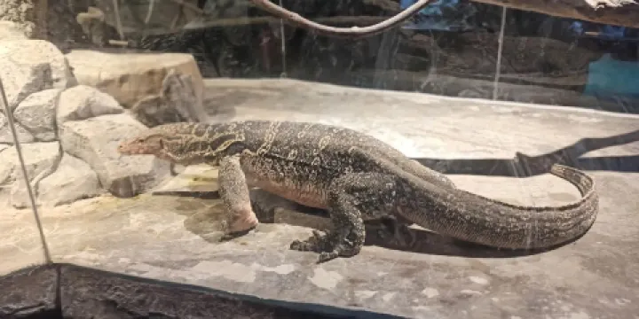 兩栖爬行動物館