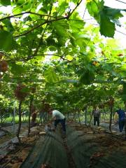 Mengling Ecological Vineyard, Hezhou City