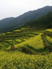 源江嶺棚田風景