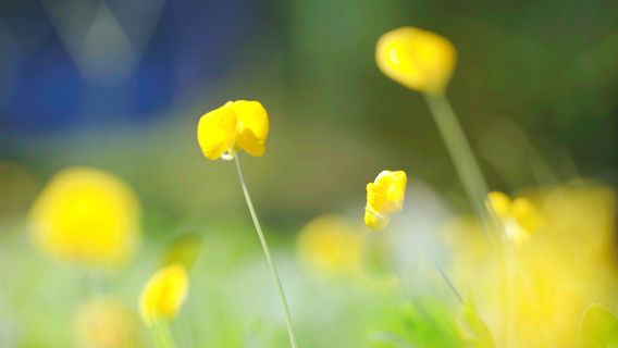 Peach Blossom Village