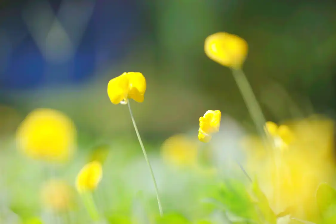 타오화자이 주변 호텔