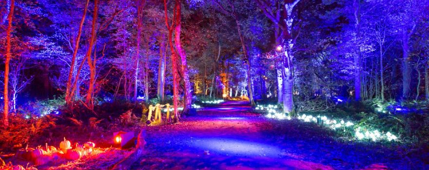Harry Potter: A Forbidden Forest Experience - Westchester