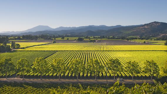 Napa Valley