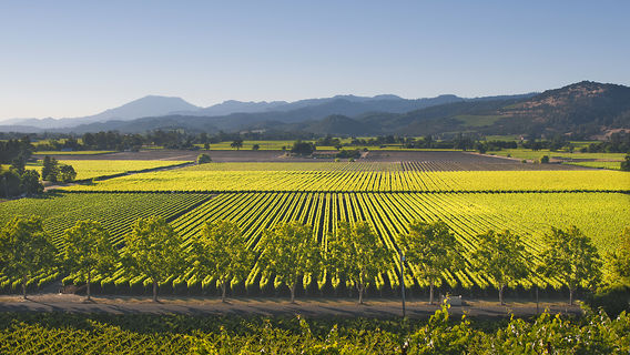 Napa Valley