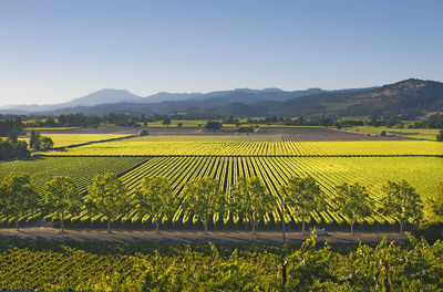 Napa Valley