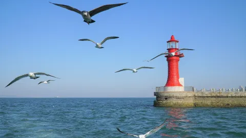 Seagull Watching in Dalian attraction in Dalian