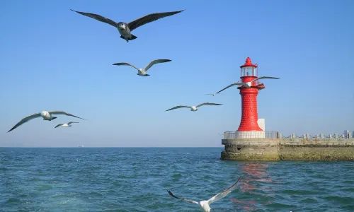 Seagull Watching in Dalian