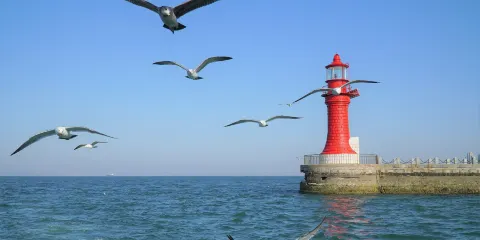 大連賞海鷗