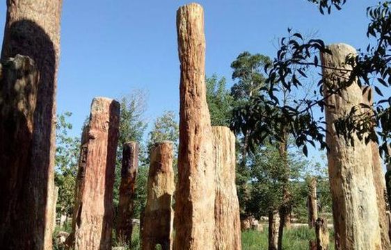 Xinjiang Ancient Ecological Park