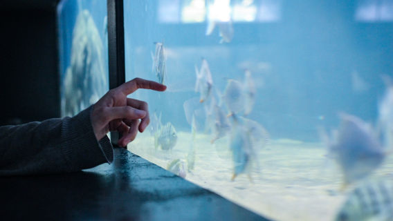 Aquario Minicipal de Santos