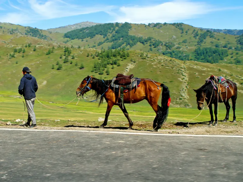 Altay