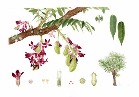 2025年新加坡世界植物藝術展 | Botanical Art Gallery (Inverturret)