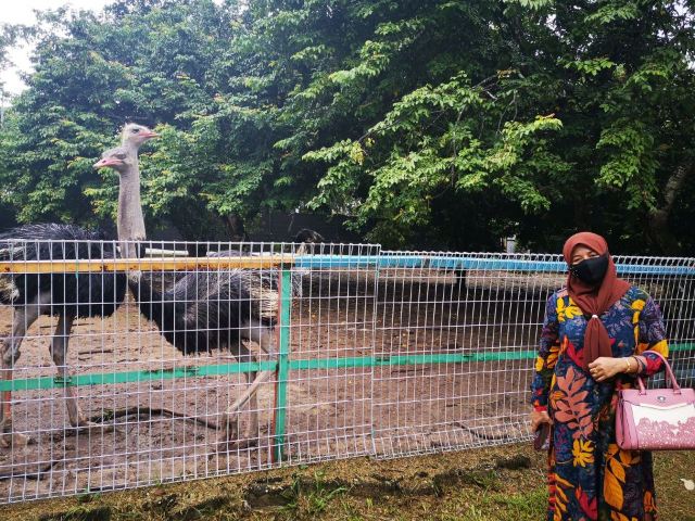 PD Ostrich Show Farm