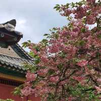 겹벚꽃과 청벚꽃 명소, 개심사