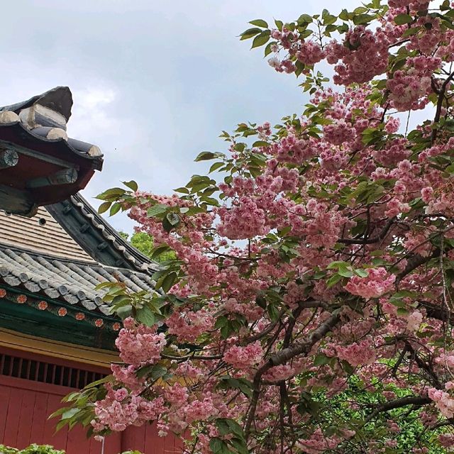 겹벚꽃과 청벚꽃 명소, 개심사