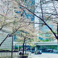 来る葉桜を想う花吹雪