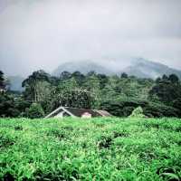 Gunung Mas Tea Hills