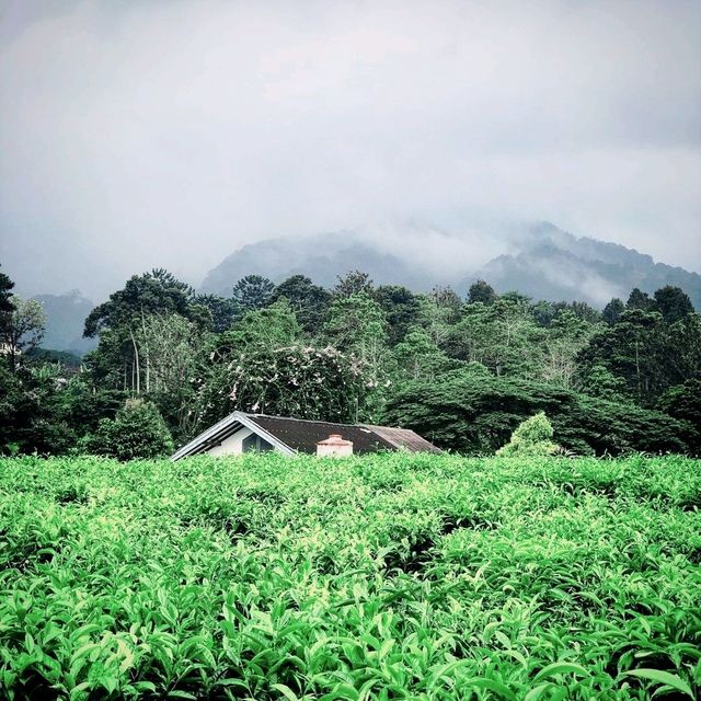 Gunung Mas Tea Hills