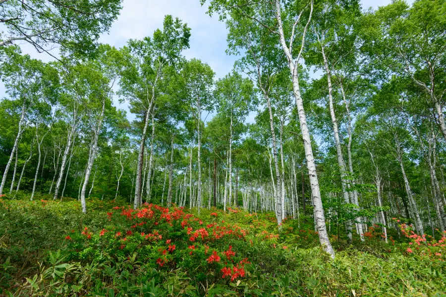 Yachiho Highland Natural Garden