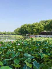 Xihai Wetland Park Phase 3