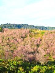 Shenjia Mountain Forest Park