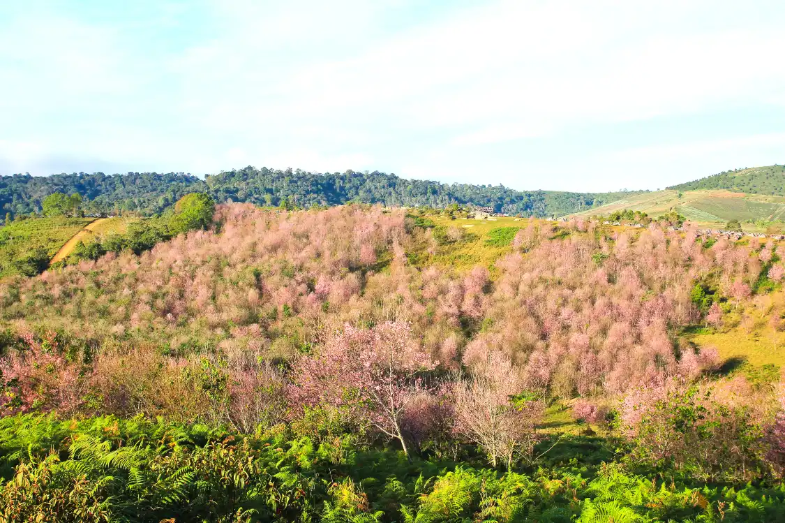 Hotels near Shenjia Mountain Forest Park