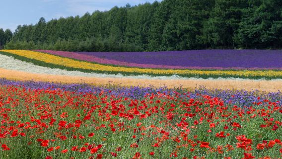 拼布之路+四季彩之丘+超廣角之路一日遊【包車遊中文司機】