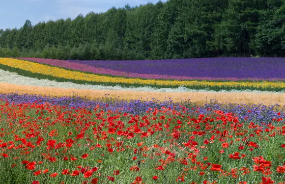 拼布之路+四季彩之丘+超廣角之路一日遊【包車遊中文司機】