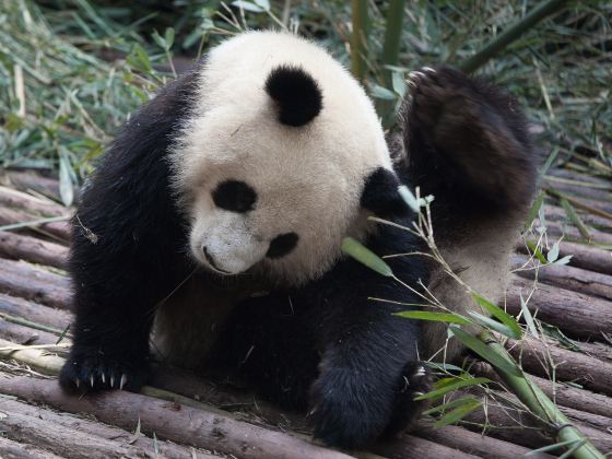 Taipei Zoo