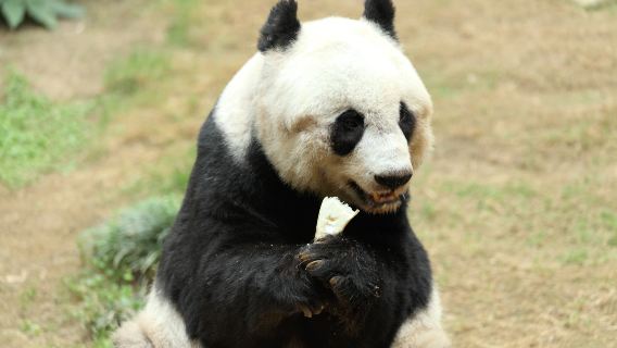 三星堆博物館+熊貓谷【2-8人包車遊&含門票&上門接送】