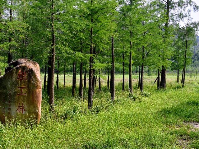 Urban Wilderness