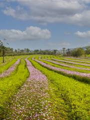 広西台湾花卉産業園