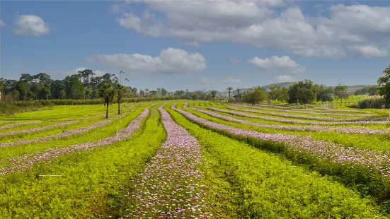 Guangxi Taiwan Flower Industrial Park