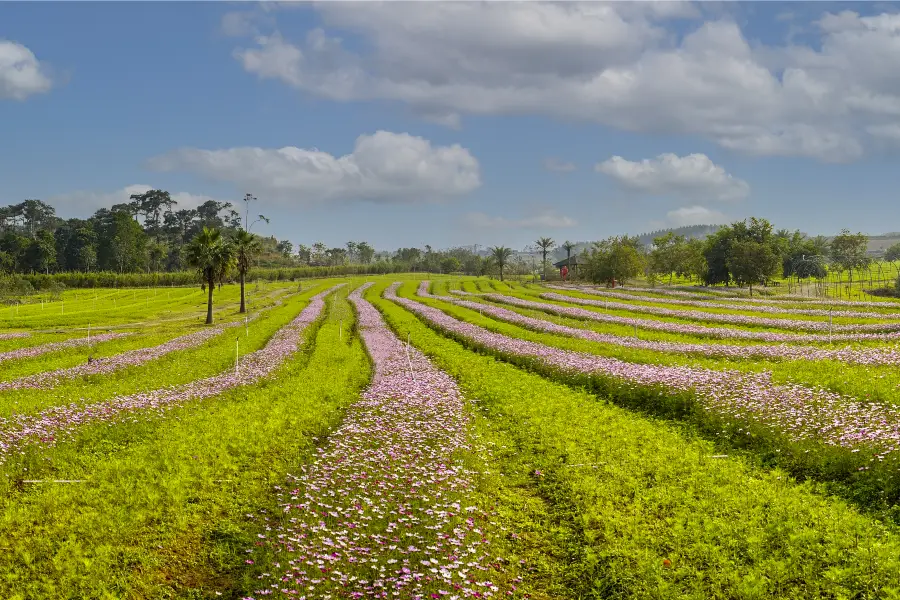 台灣花卉園