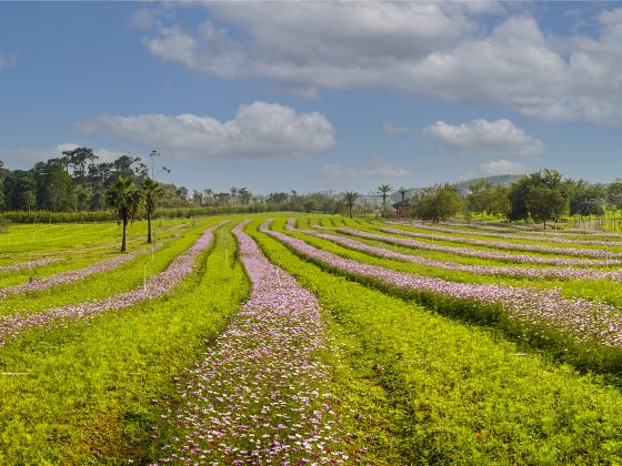 広西台湾花卉産業園