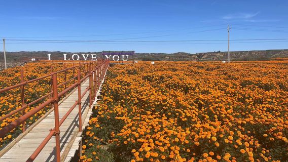 Chrysanthemum Town