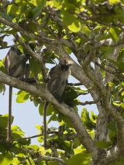 Parc national Jozani Chwaka Bay