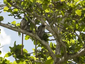 Parque nacional de la Bahía Jozani Chwaka